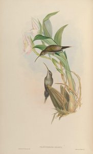 Phaethornis oseryi = Phaethornis hispidus alkotó: John Gould